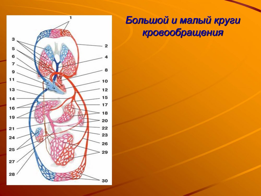 Большой круг кровообращения