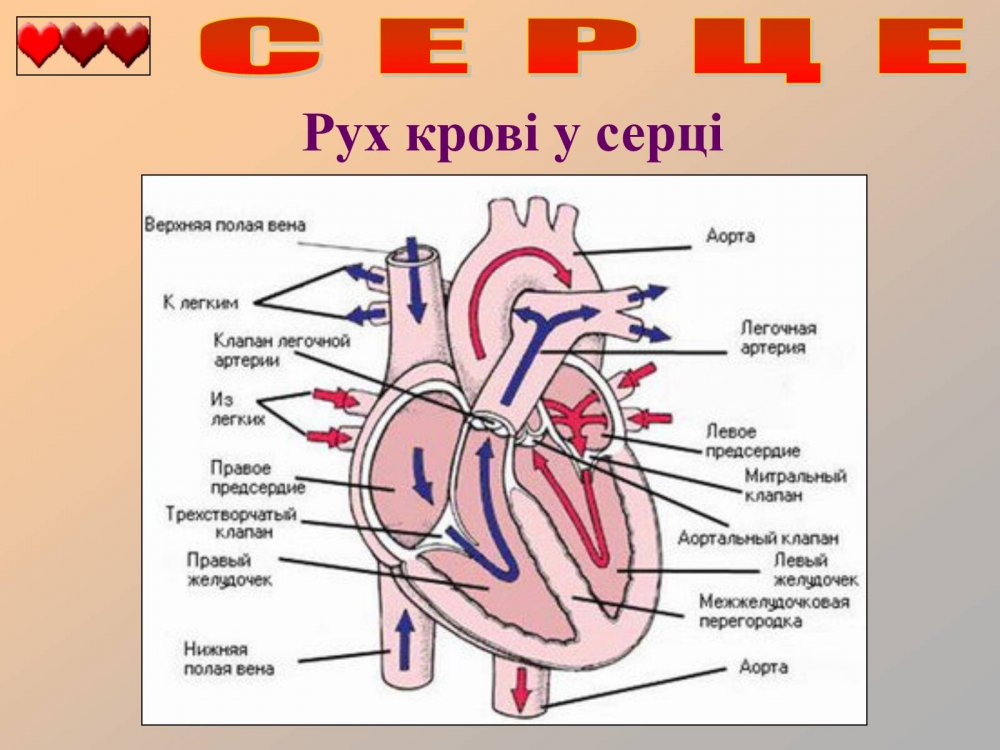 Строение сердца человека схема клапаны