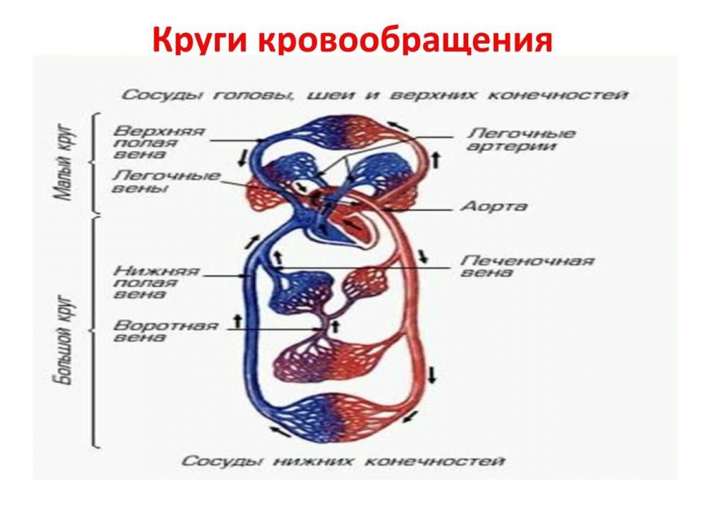 Малый и большой круг кровообращения человека