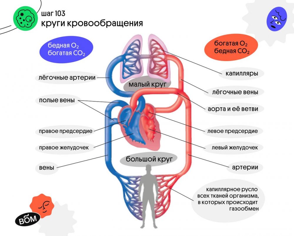 Малый круг кровообращения анатомия