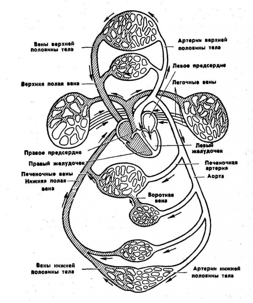 Система малого круга кровообращения схема