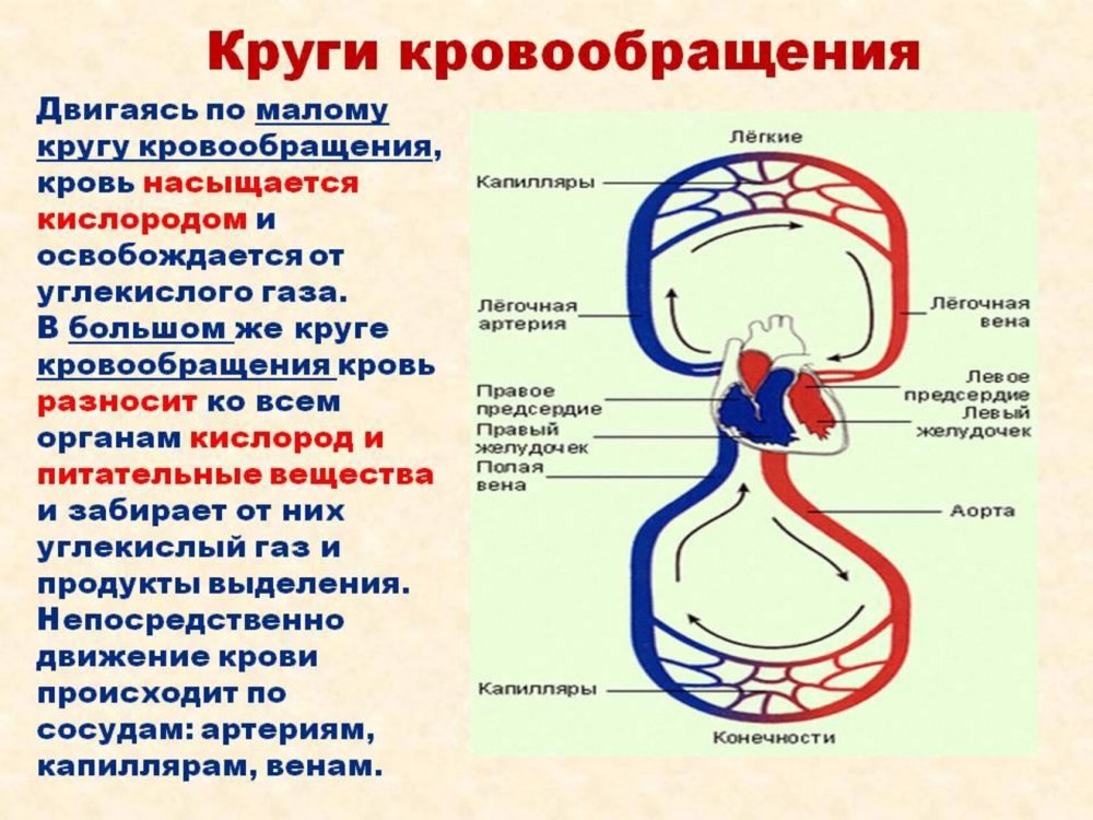 Малый круг кровообращения схема анатомия