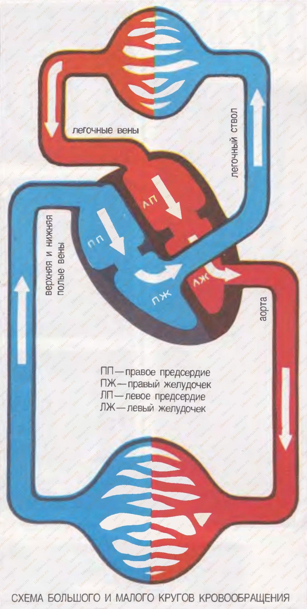 Восьмерка кровообращения