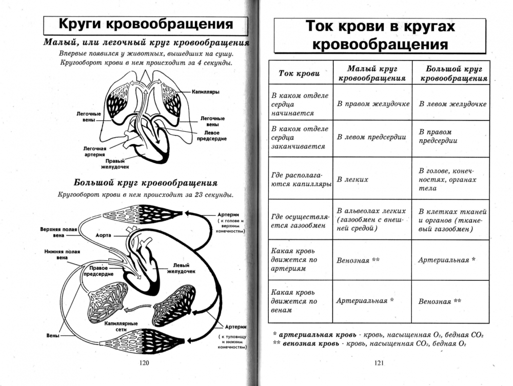 Ток крови в кругах кровообращения таблица