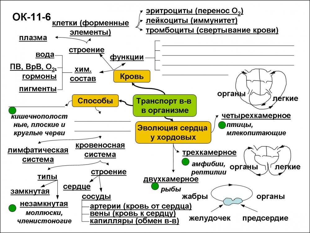 Транспортные вещества в организме