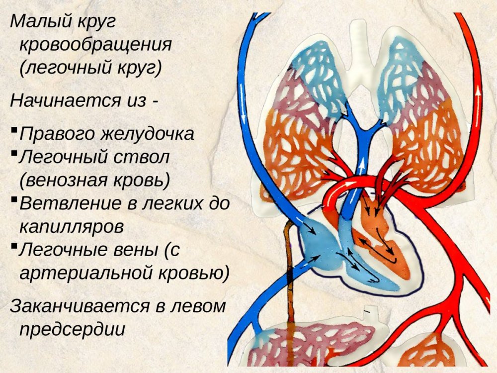 Схема малого круга кровообращения (лёгочного)