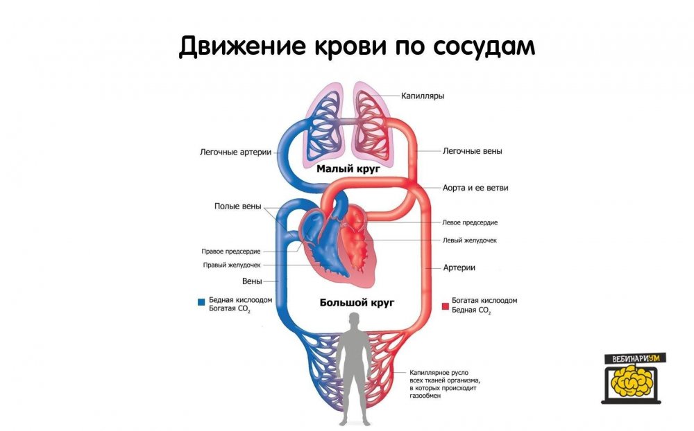 Большой и малый круг кровообращения схема