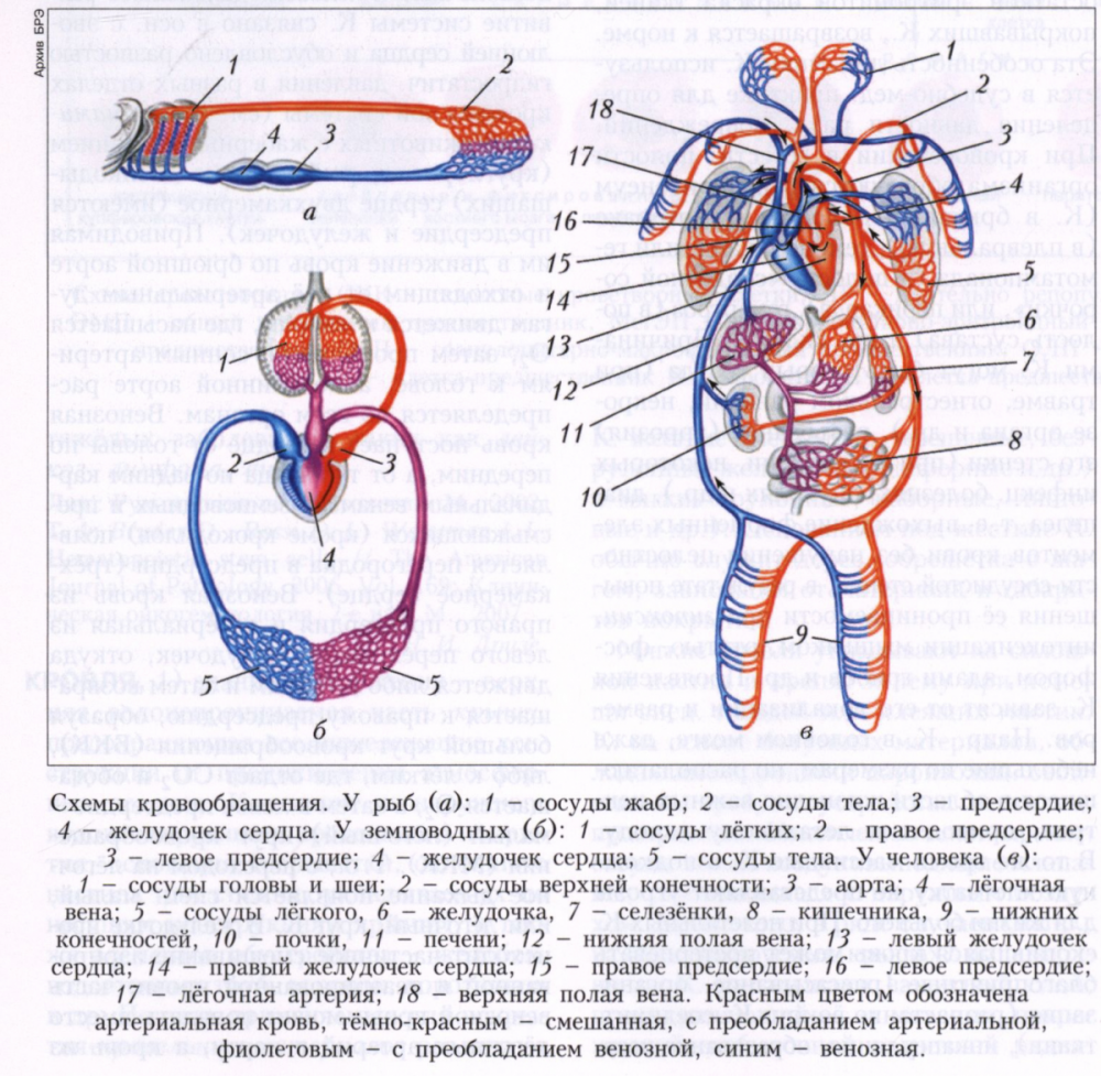 Схема кровообращения сердца