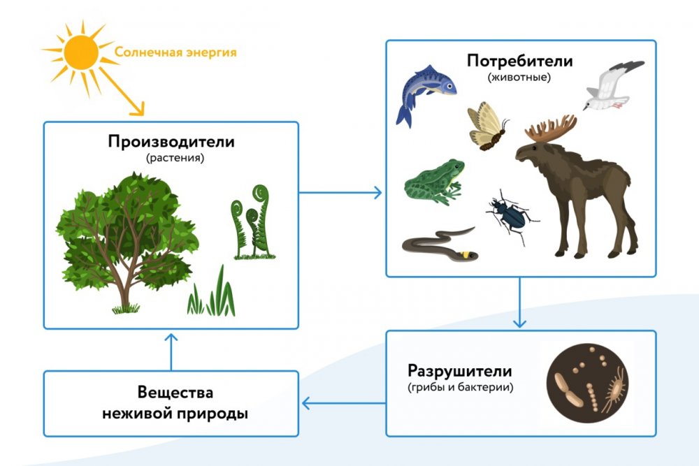 Строение экосистемы