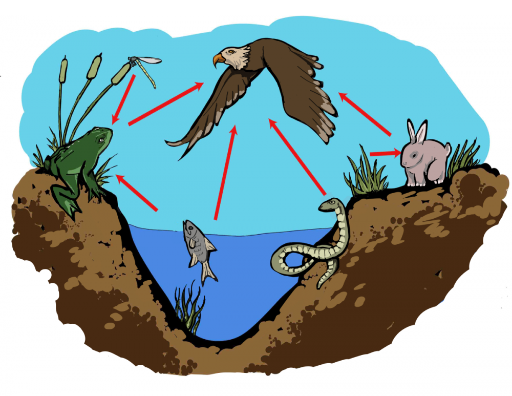 Круговорот пищевой цепи в природе