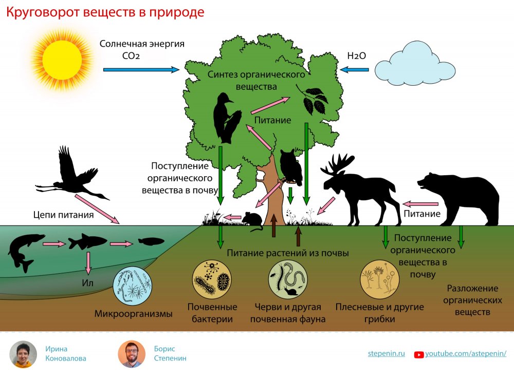 Круговорот жизни в природе