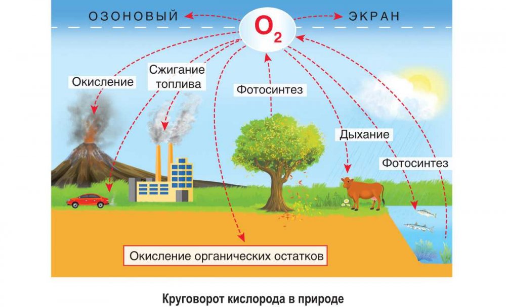 Круговорот кислорода (по е. а. Криксунову и др., 1995)