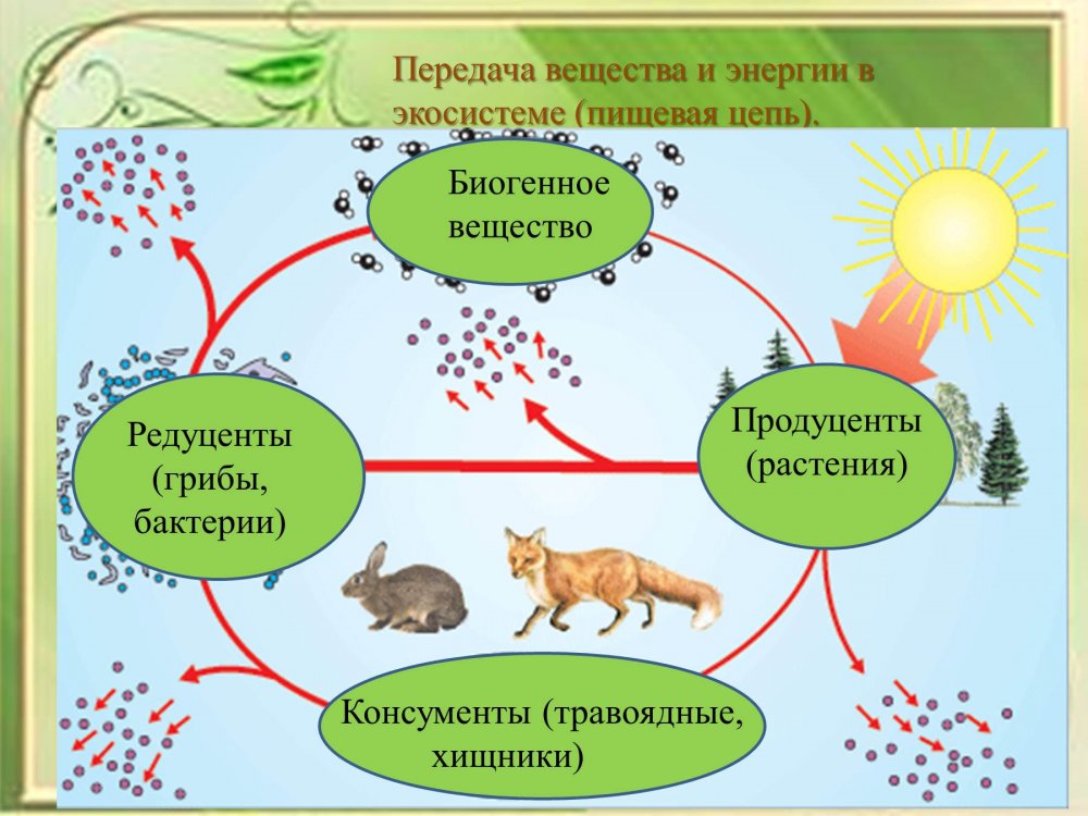 Круговорот азота продуценты консументы редуценты