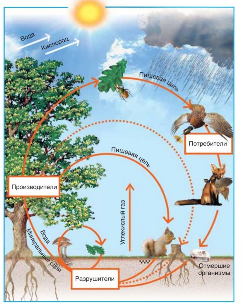 Цикл жизни в природе. Схема биологического круговорота веществ. Круговорот веществ в природе 3 класс окружающий мир. Биологический круговорот веществ в природе схема. Биологический круговорот в природе.