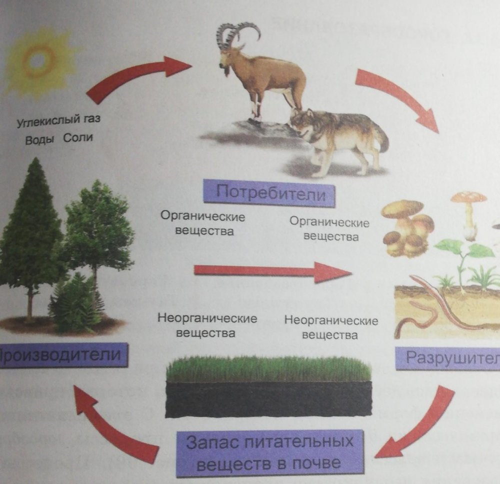 Модель круговорота веществ в природе рисунок