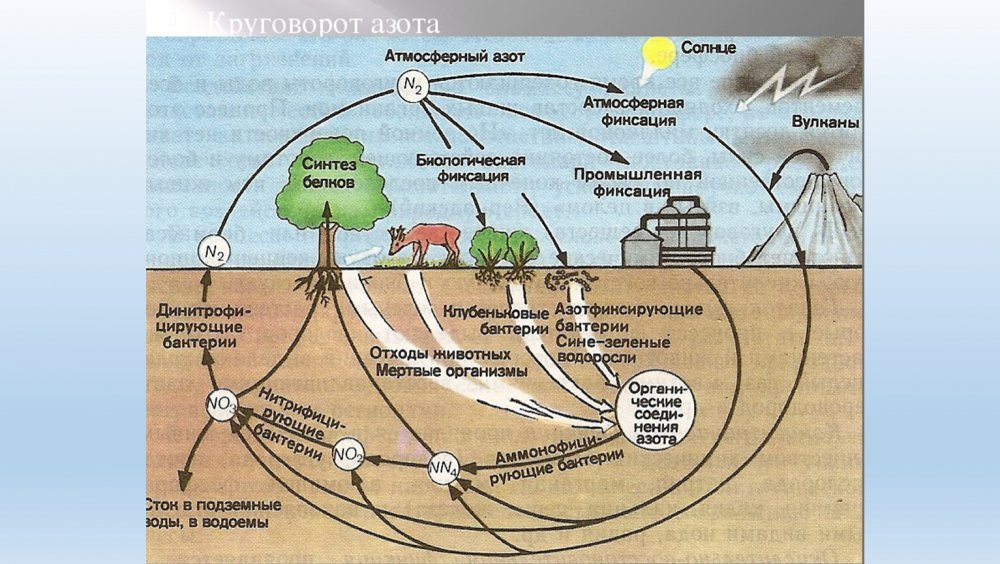 Биотический круговорот азота в биосфере