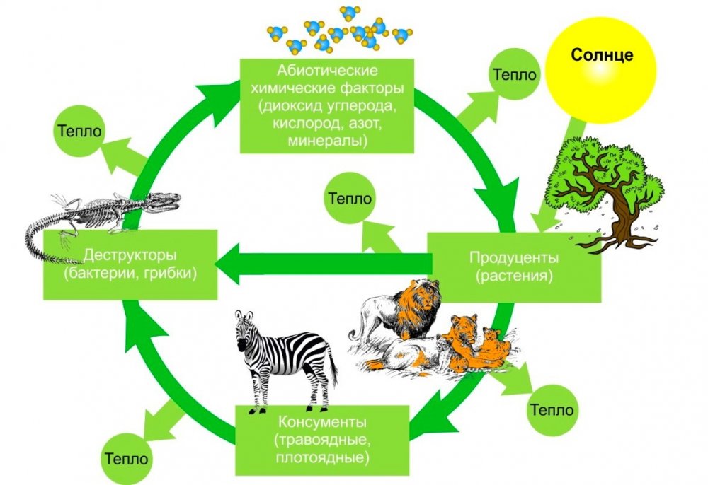 Круговорот веществ и энергии в биосфере схема