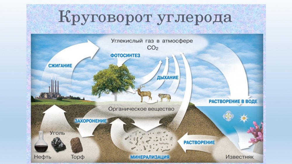 Круговорот углерода в природе