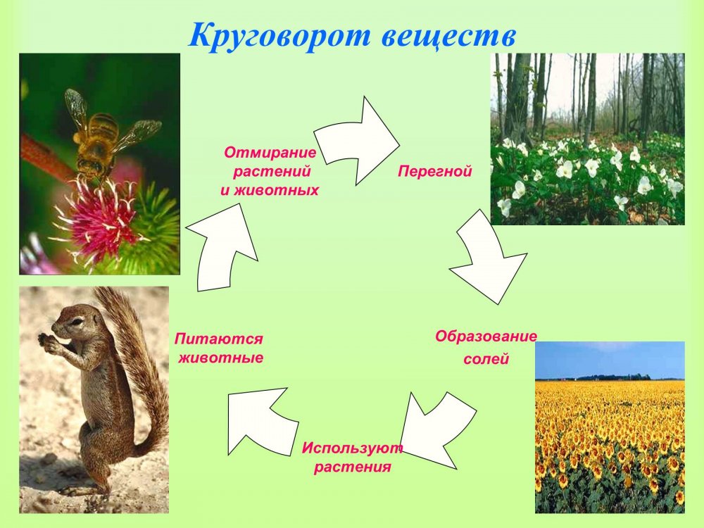 Модель демонстрирующая круговорот веществ 3 класс окружающий мир