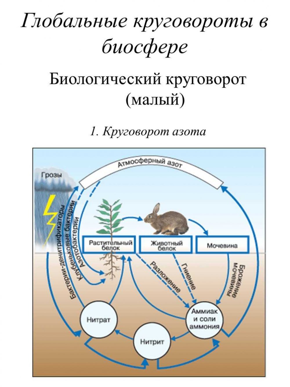 Круговорот азота в биосфере