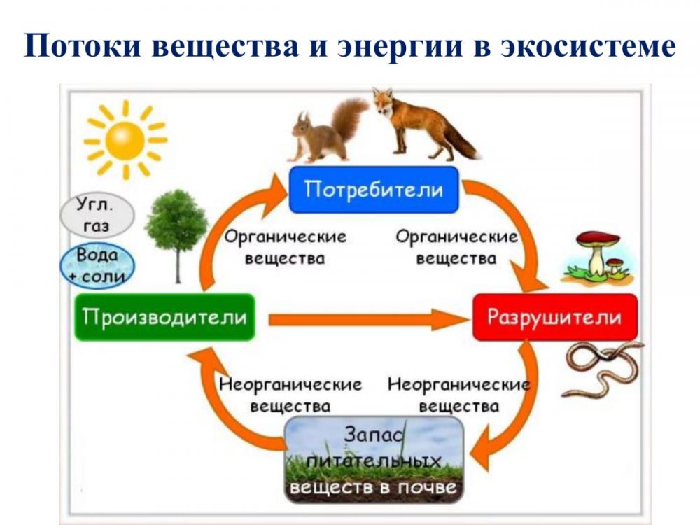 Круговорот веществ и превращение энергии в экосистеме