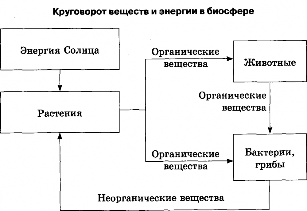 Круговорот веществ в биосфере схема 6 класс