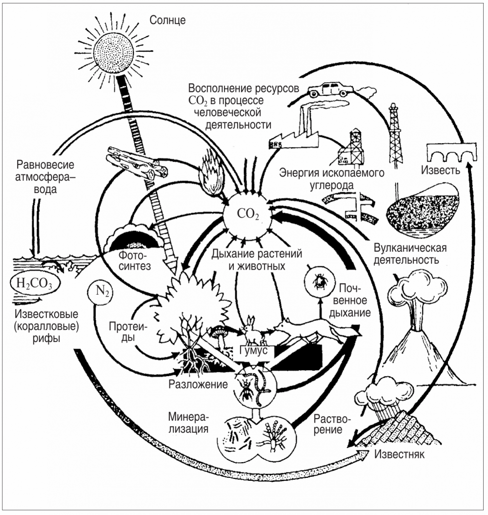 Круговорот биогенных элементов в биосфере схема
