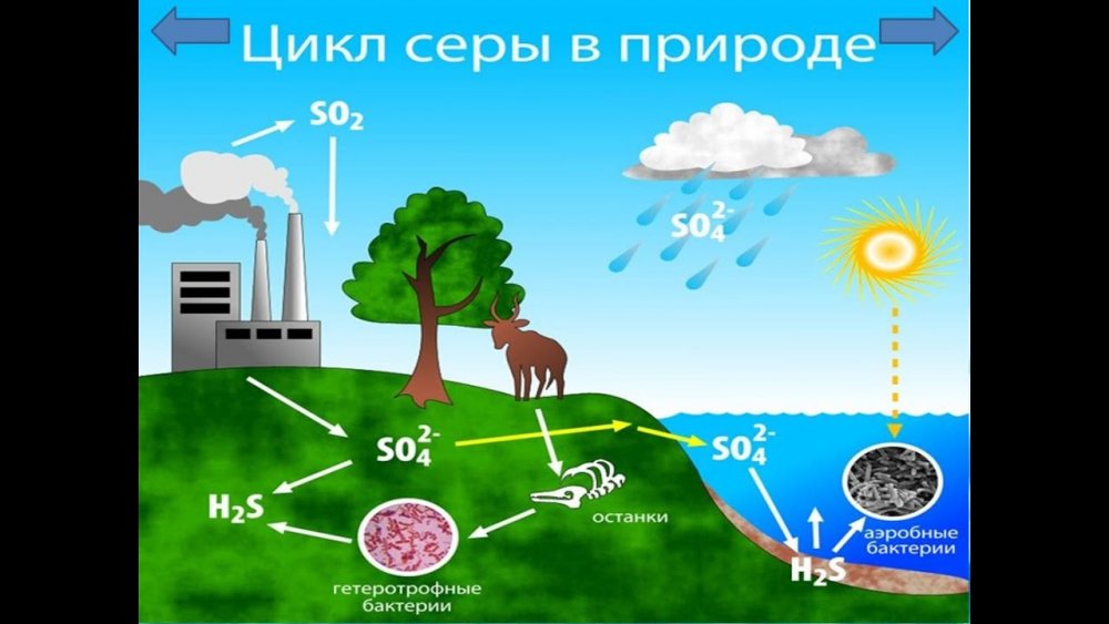 Биосфера круговорот серы в природе