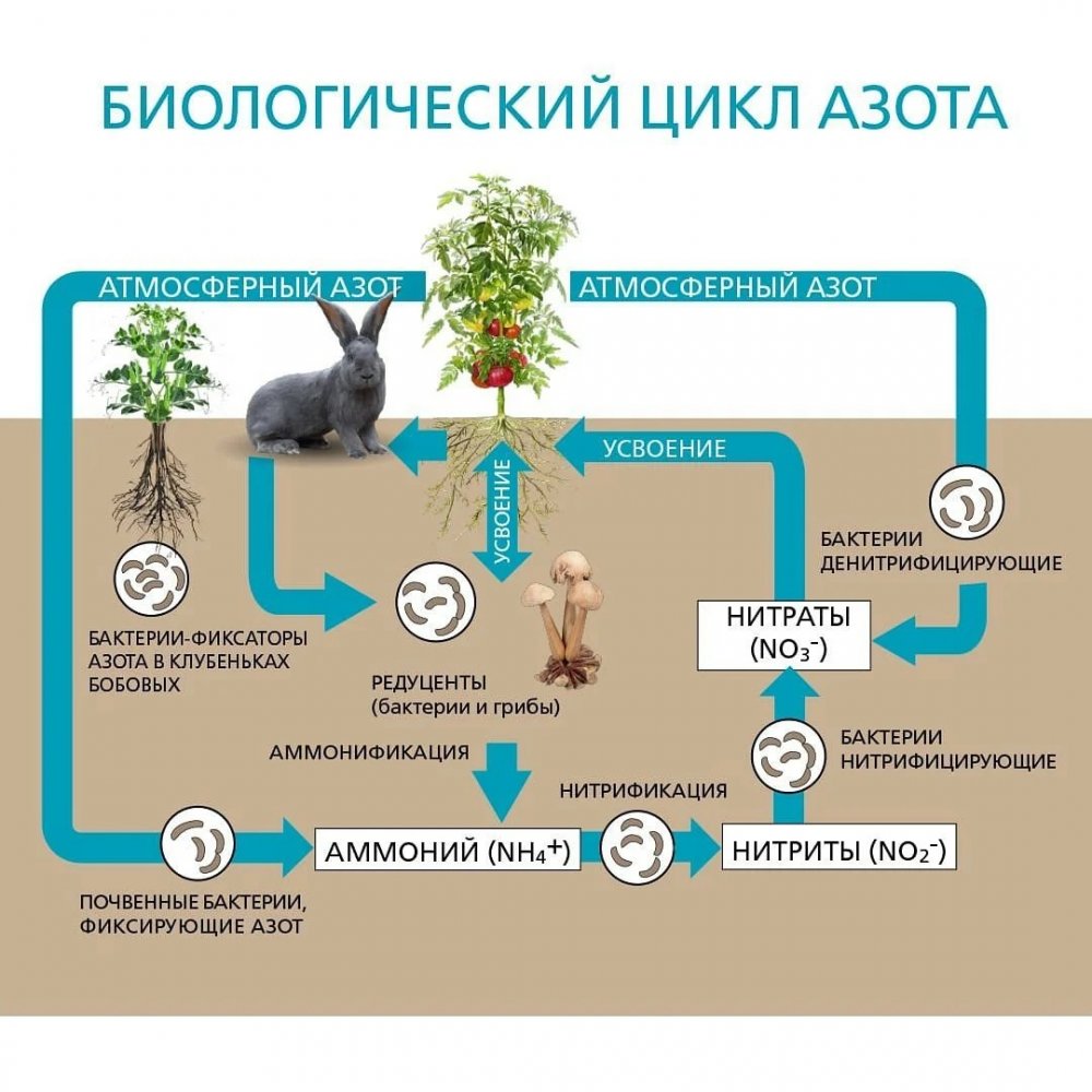 Круговорот веществ в природе рисунок