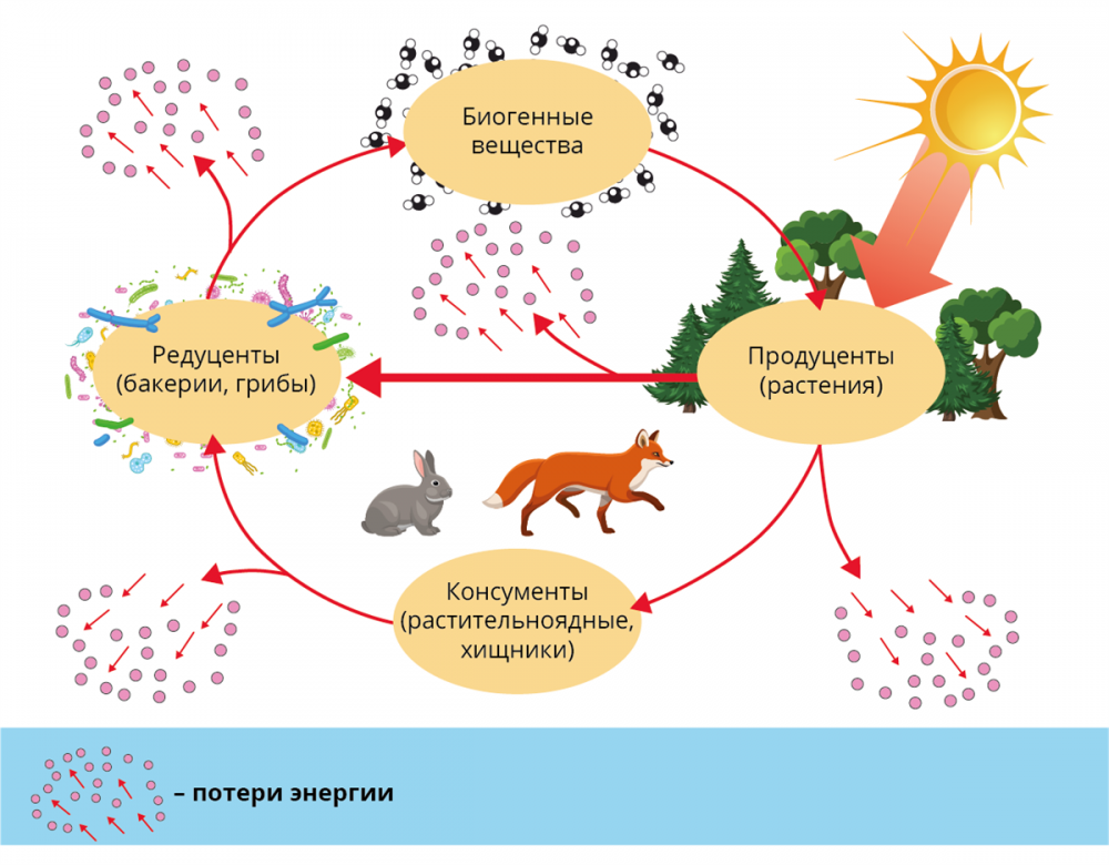 Круговорот веществ и энергии в биосфере схема