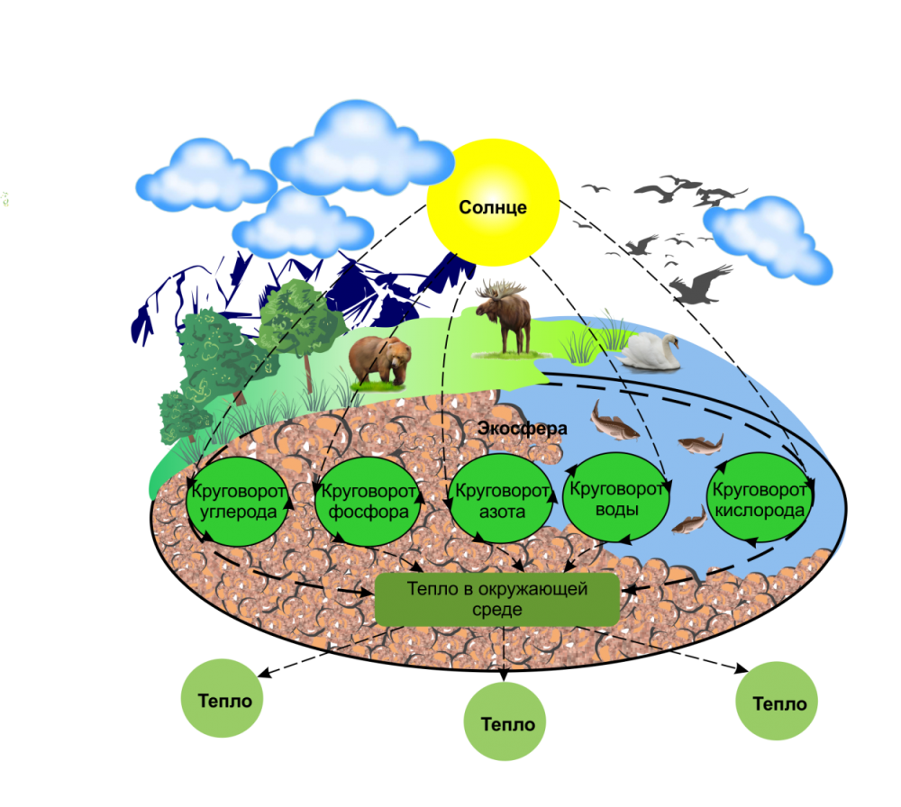 Круговороты веществ в природе биогеохимические циклы