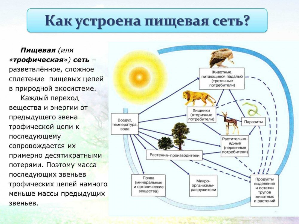 Трофические цепи и сети