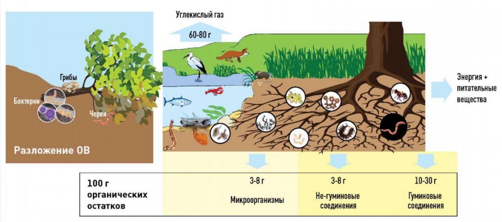 Почвенные микроорганизмы схема