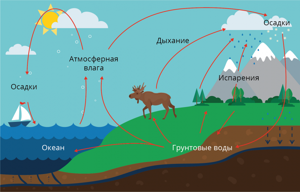 Взаимосвязь биологического и геологического круговоротов в биосфере