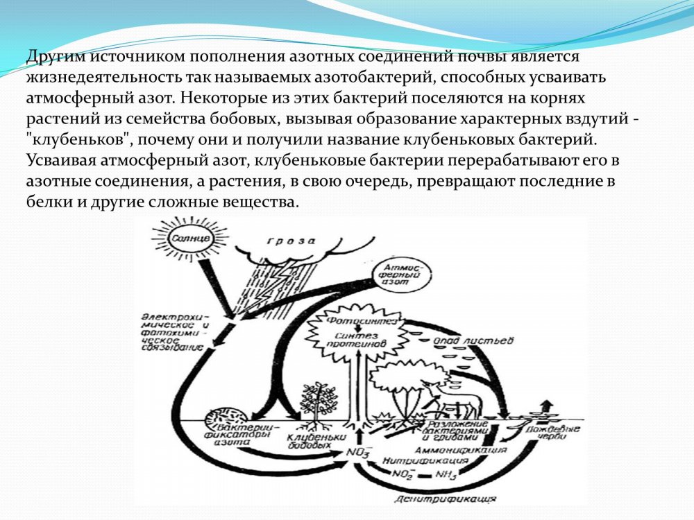 Азотные соединения в природе