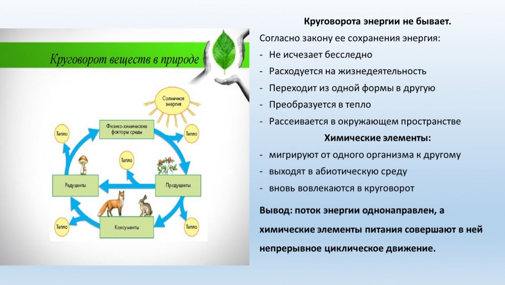 Круговорот веществ в природе ЕГЭ биология