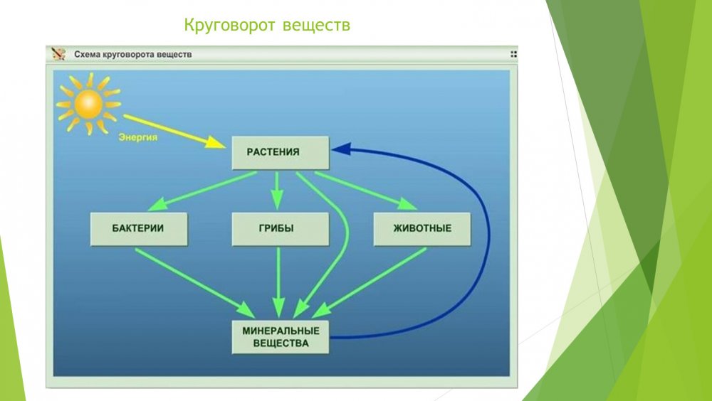 Круговорот веществ биология 6 класс