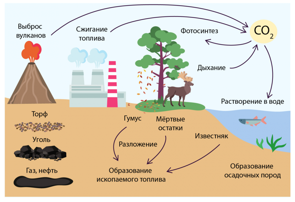 Круговорот углекислого газа веществ в природе