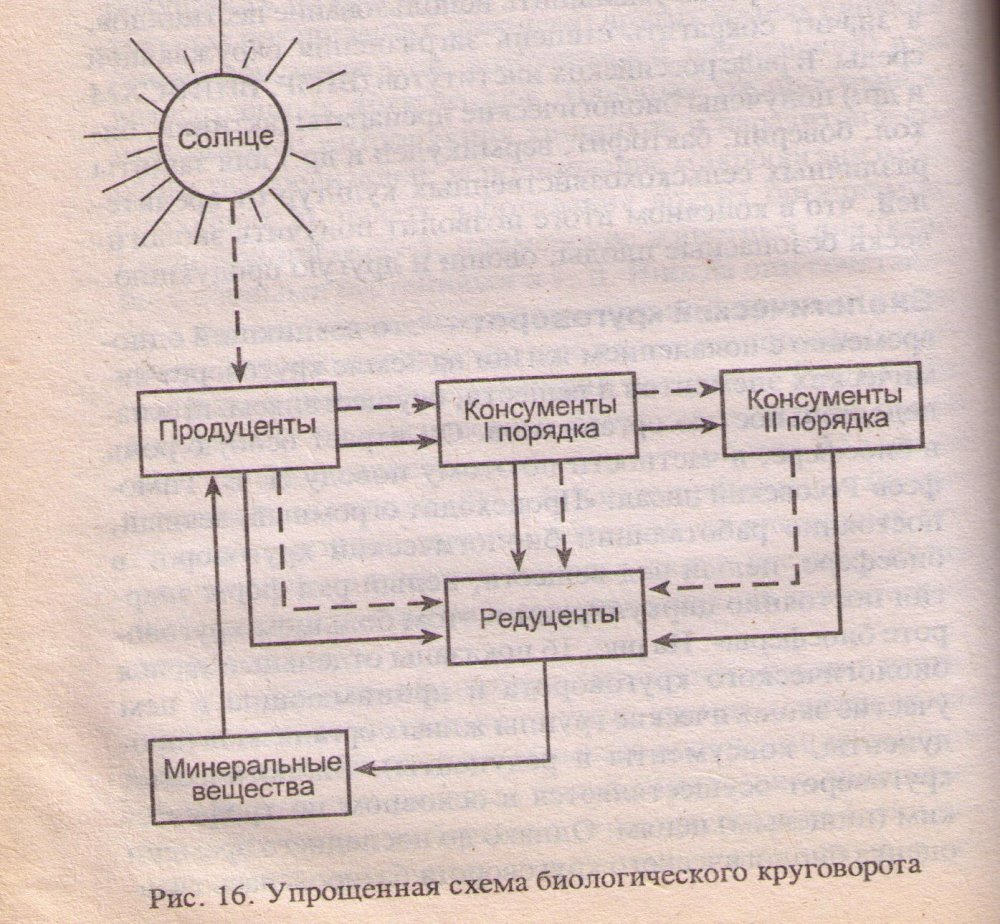 Схема биологического круговорота веществ