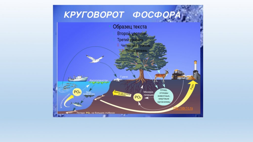 Большой круговорот воды в биосфере