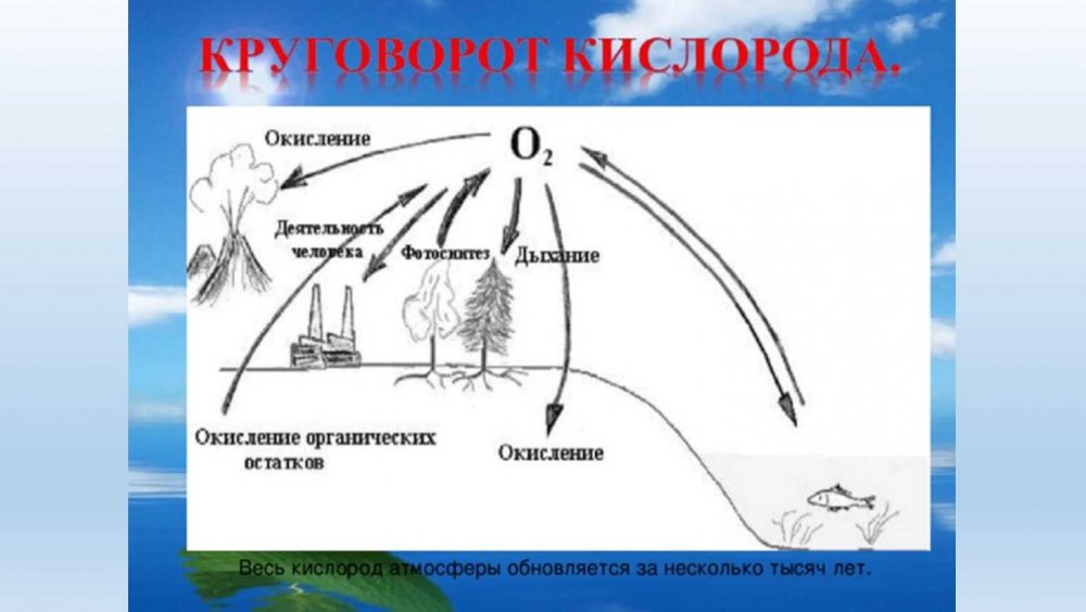 Круговорот кислорода в природе биология 9 класс