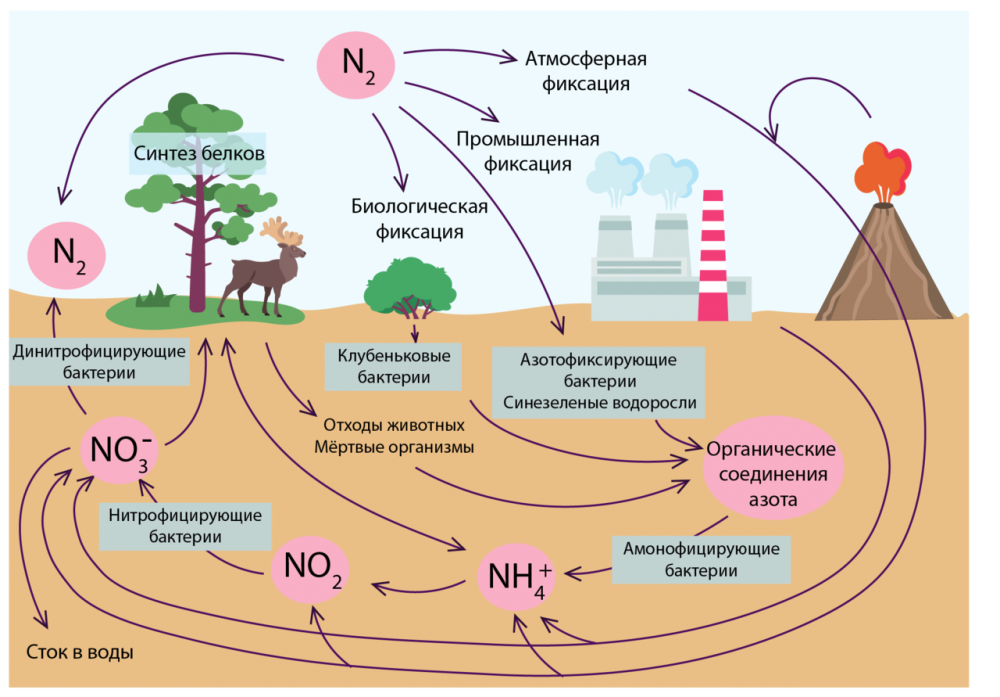 Круговорот кислорода и азота
