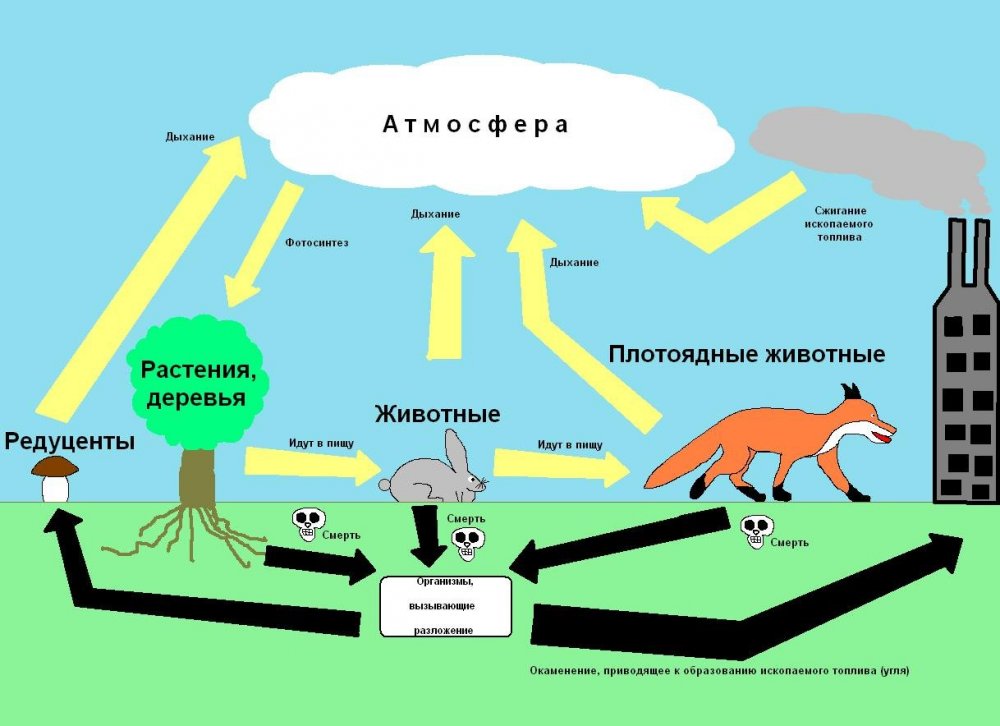 Рисунок биологический круговорот в природе