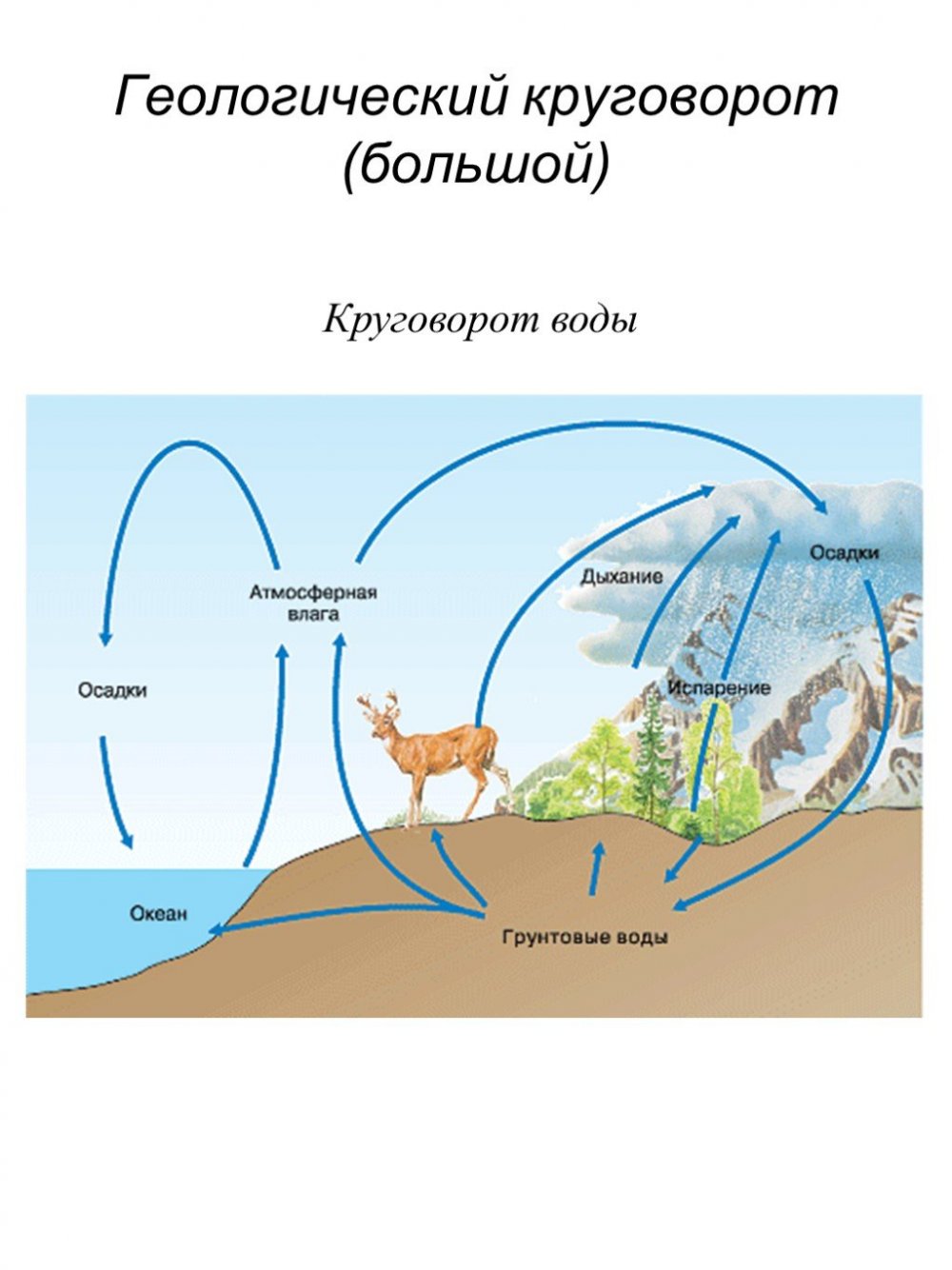 Большой геологический круговорот веществ в природе схема