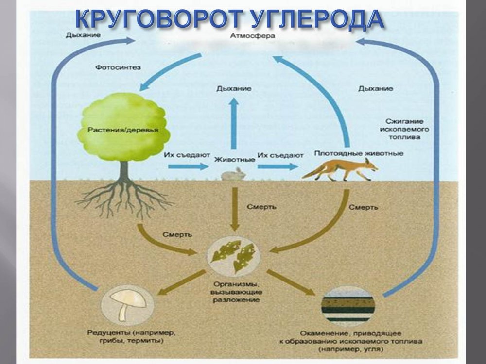 Схема круговорота веществ углерода