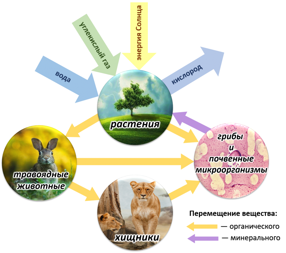 Схема биологического круговорота веществ