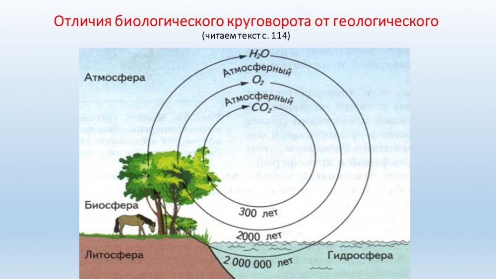 Биологический и геологический круговороты