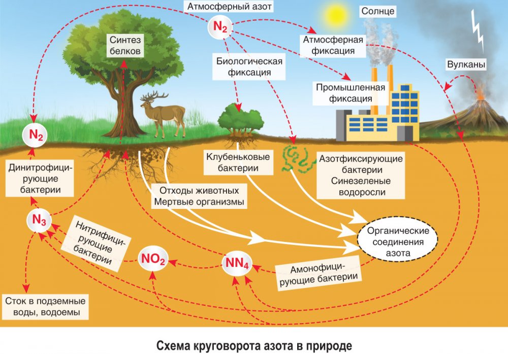 Биологический круговорот азота