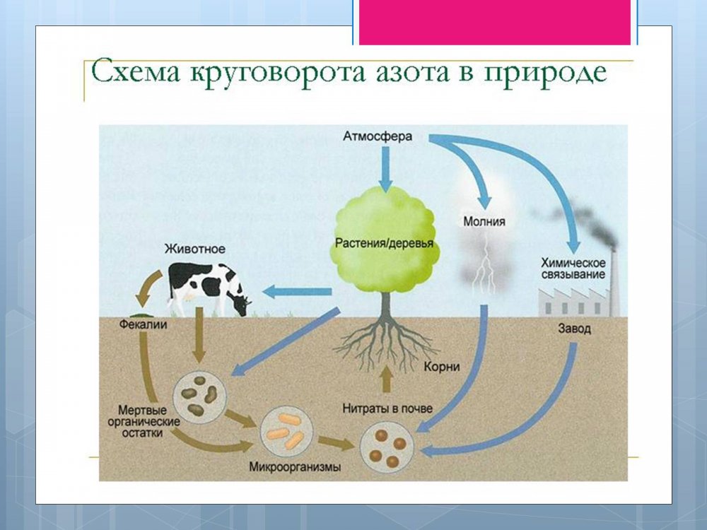 Круговорот азота в природе схема 9 класс