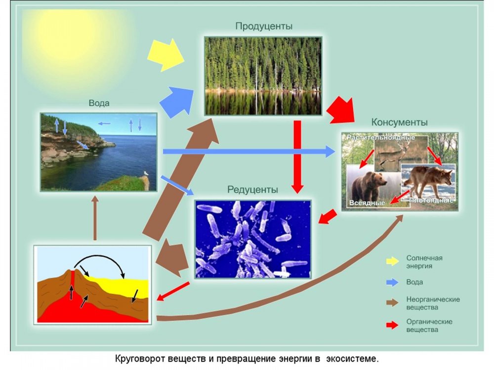 Круговорот энергии в экосистеме